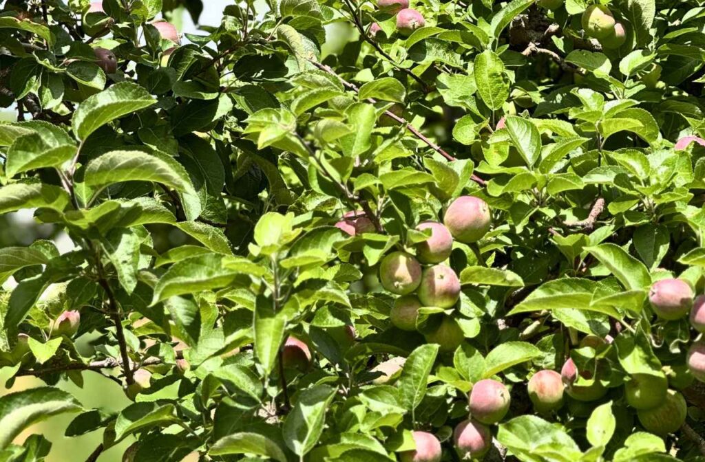 Apple picking -one of the best things to do in Kelowna